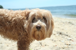 Picture of Australian Labradoodle