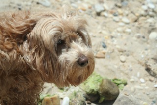 Picture of Australian Labradoodle