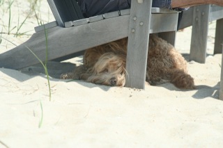 Picture of Australian Labradoodle