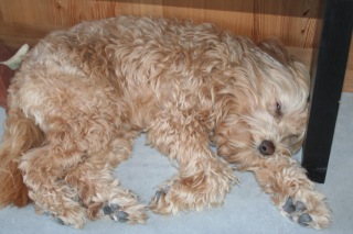 Picture of Australian Labradoodle