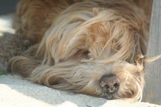 Picture of Australian Labradoodle