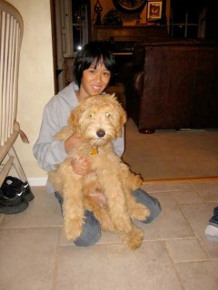 Picture of Australian Labradoodle