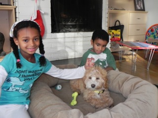 Picture of Australian Labradoodle