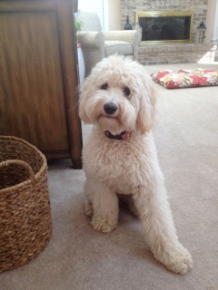 Picture of Australian Labradoodle