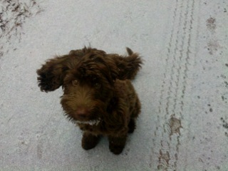Picture of Australian Labradoodle