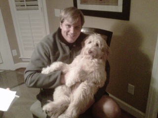 Picture of Australian Labradoodle