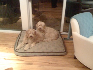Picture of Australian Labradoodle