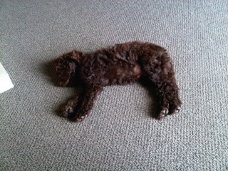 Picture of Australian Labradoodle