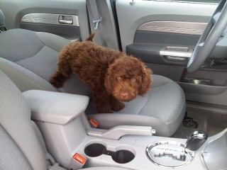Picture of Australian Labradoodle