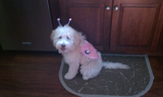 Picture of Australian Labradoodle