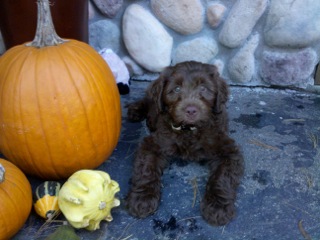 Picture of Australian Labradoodle