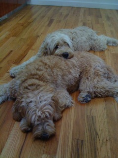 Picture of Australian Labradoodle