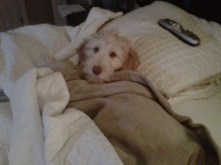Picture of Australian Labradoodle
