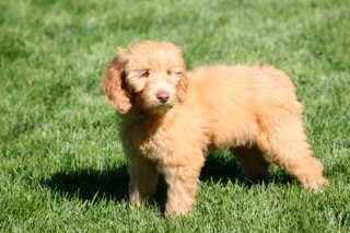 Picture of Australian Labradoodle