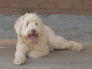 Picture of Australian Labradoodle