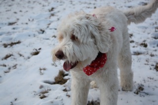 Picture of Australian Labradoodle