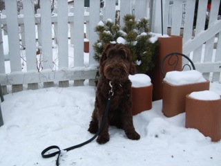 Picture of Australian Labradoodle