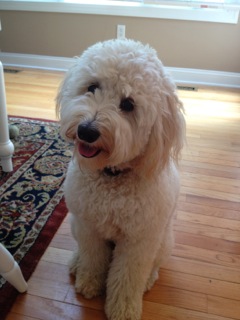 Picture of Australian Labradoodle