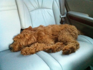 Picture of Australian Labradoodle