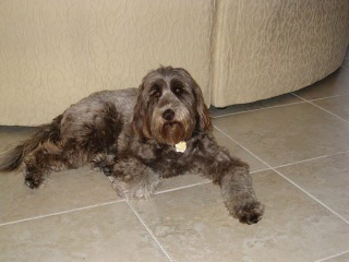 Teddy and Toby<br>
 