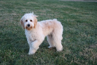Picture of Australian Labradoodle