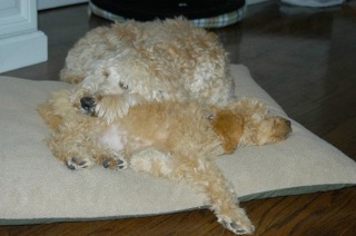 Rusty<br>
 
