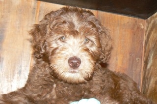 Picture of Australian Labradoodle