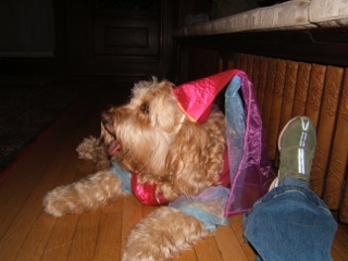 Picture of Australian Labradoodle