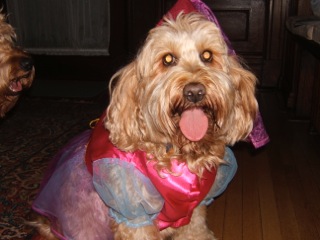 Picture of Australian Labradoodle