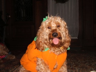 Picture of Australian Labradoodle
