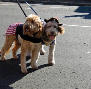 Picture of Australian Labradoodle