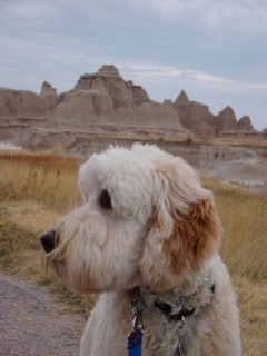 Picture of Australian Labradoodle