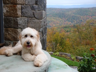 Picture of Australian Labradoodle