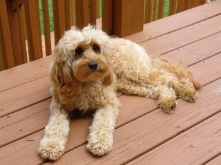 Picture of Australian Labradoodle
