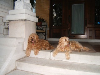 Picture of Australian Labradoodle