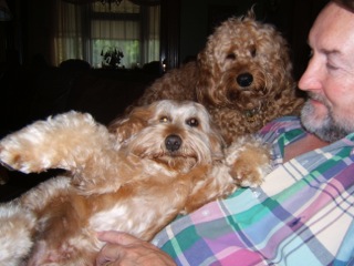 Picture of Australian Labradoodle