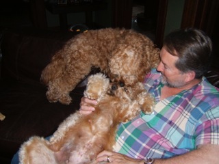 Picture of Australian Labradoodle
