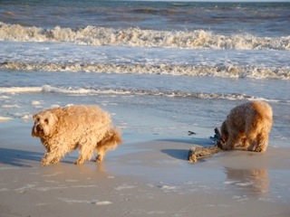 Picture of Australian Labradoodle