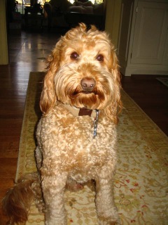 Picture of Australian Labradoodle