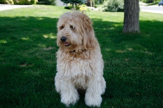 Picture of Australian Labradoodle