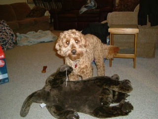 Picture of Australian Labradoodle