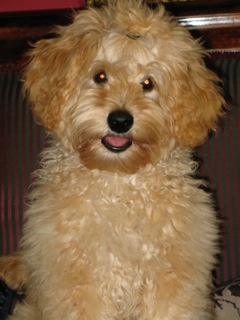 Picture of Australian Labradoodle