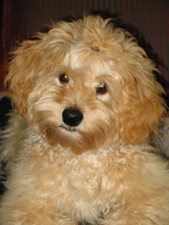 Picture of Australian Labradoodle