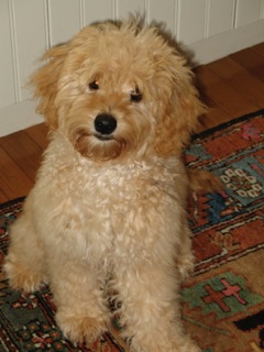 Picture of Australian Labradoodle