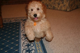 Picture of Australian Labradoodle