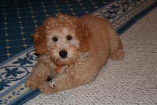 Picture of Australian Labradoodle