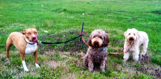 Marley<br>
 