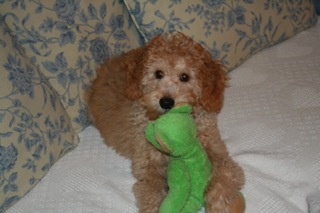 Picture of Australian Labradoodle