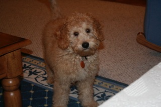 Picture of Australian Labradoodle