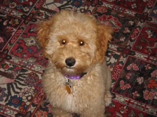 Picture of Australian Labradoodle